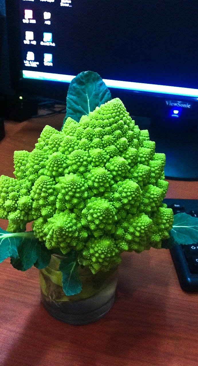 브로콜리 품종울 알고 싶음돠